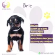 Brie
