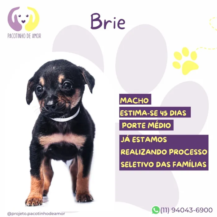 Cachorro raça SRD-ViraLata idade Abaixo de 2 meses nome Brie