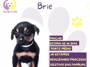 Cachorro raça SRD-ViraLata idade Abaixo de 2 meses nome Brie