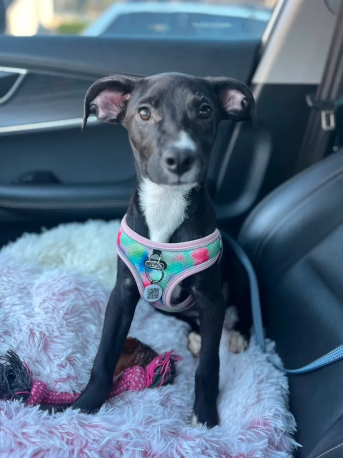 Cachorro raça SRD-ViraLata idade 2 a 6 meses nome SOFIA