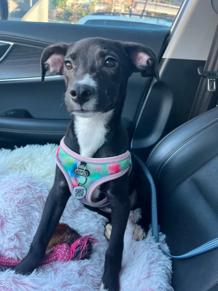 Cachorro raça SRD-ViraLata idade 2 a 6 meses nome SOFIA