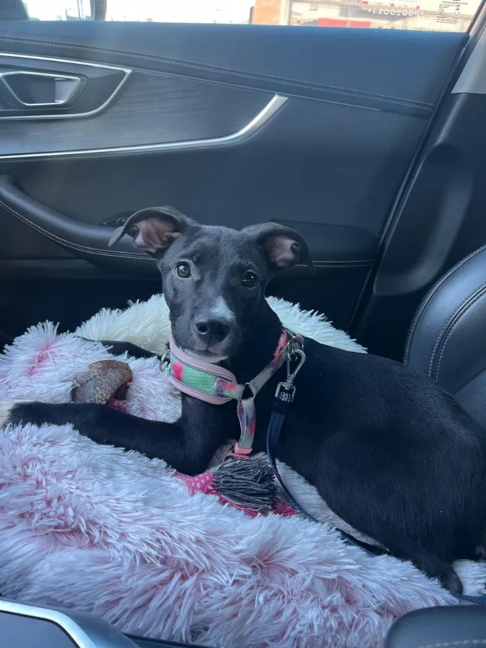 Cachorro raça SRD-ViraLata idade 2 a 6 meses nome SOFIA