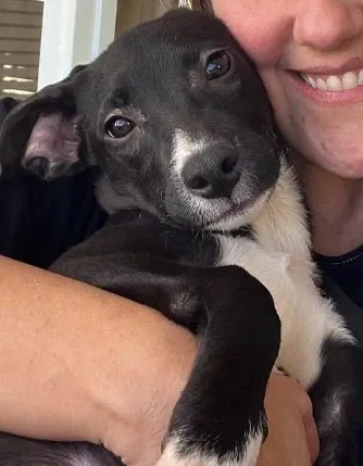 Cachorro raça SRD-ViraLata idade 2 a 6 meses nome SOFIA