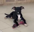 SOFIA