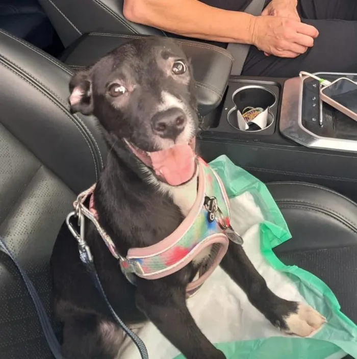 Cachorro raça SRD-ViraLata idade 2 a 6 meses nome SOFIA