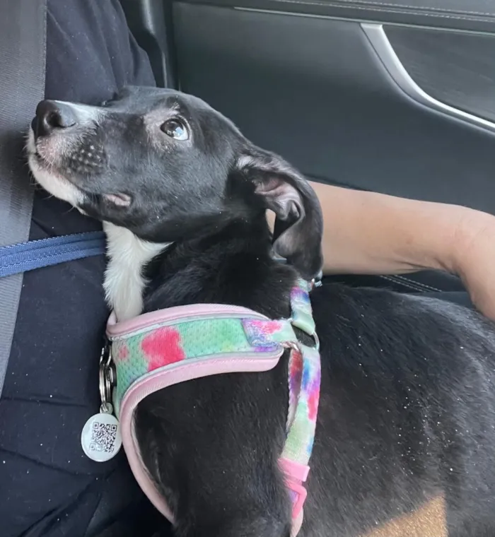 Cachorro raça SRD-ViraLata idade 2 a 6 meses nome SOFIA