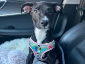 Cachorro raça SRD-ViraLata idade 2 a 6 meses nome SOFIA
