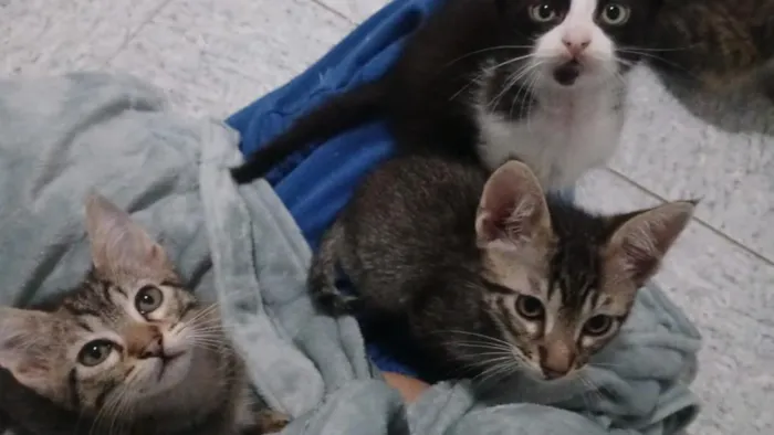 Gato raça SRD-ViraLata idade 2 a 6 meses nome ainda não tem nomes