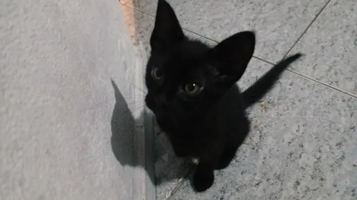 Gato raça SRD-ViraLata idade 2 a 6 meses nome ainda não tem nomes