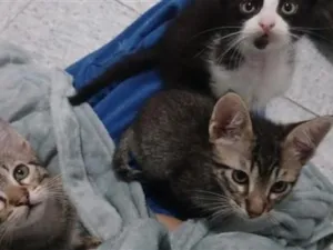 Gato raça SRD-ViraLata idade 2 a 6 meses nome ainda não tem nomes