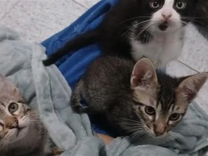 Gato raça SRD-ViraLata idade 2 a 6 meses nome ainda não tem nomes