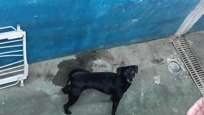 Cachorro raça SRD-ViraLata idade 3 anos nome Bryan