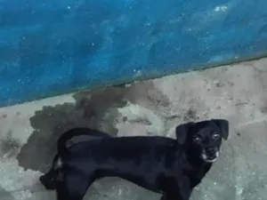 Cachorro raça SRD-ViraLata idade 3 anos nome Bryan