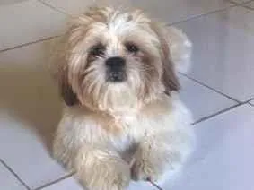 Cachorro raça Shitzu idade 4 anos nome Apolo