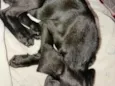 Cacau