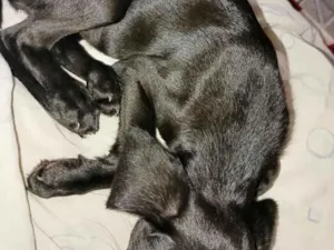 Cachorro raça SRD-ViraLata idade Abaixo de 2 meses nome Cacau