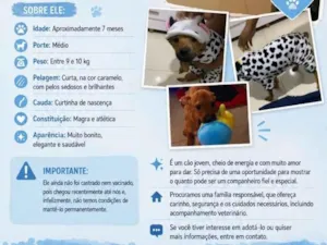 Cachorro raça SRD-ViraLata idade 7 a 11 meses nome Apolo