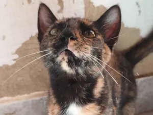 Gato raça SRD-ViraLata idade 7 a 11 meses nome Mofada