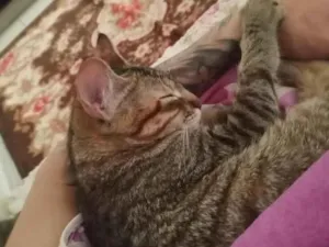 Gato raça SRD-ViraLata idade 1 ano nome luna e Mia