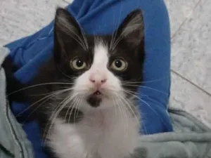 Gato raça SRD-ViraLata idade 2 a 6 meses nome ainda não tem nomes