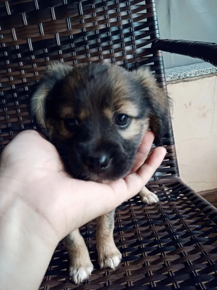 Cachorro raça SRD-ViraLata idade Abaixo de 2 meses nome sem nome