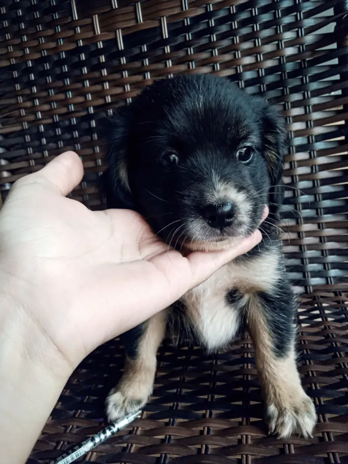 Cachorro raça SRD-ViraLata idade Abaixo de 2 meses nome sem nome