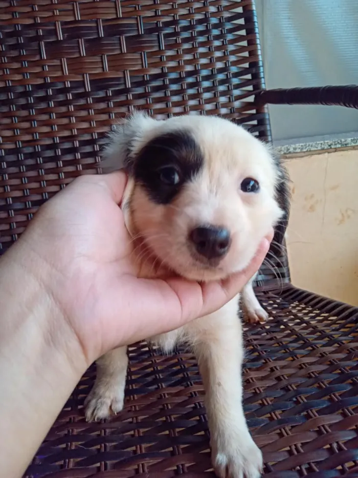 Cachorro raça SRD-ViraLata idade Abaixo de 2 meses nome não tem