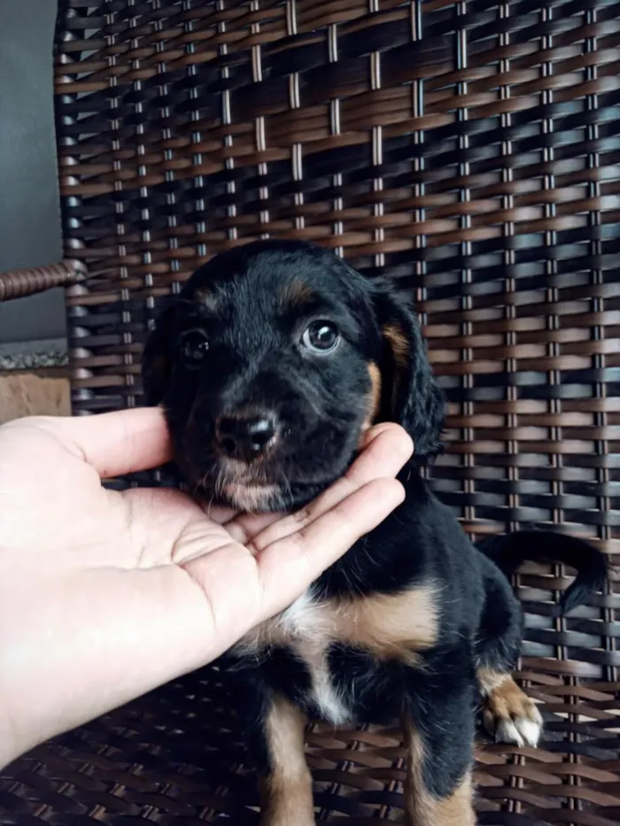 Cachorro raça SRD-ViraLata idade Abaixo de 2 meses nome não tem