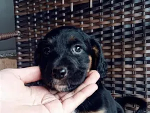 Cachorro raça SRD-ViraLata idade Abaixo de 2 meses nome não tem