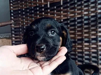 Cachorro raça SRD-ViraLata idade Abaixo de 2 meses nome não tem