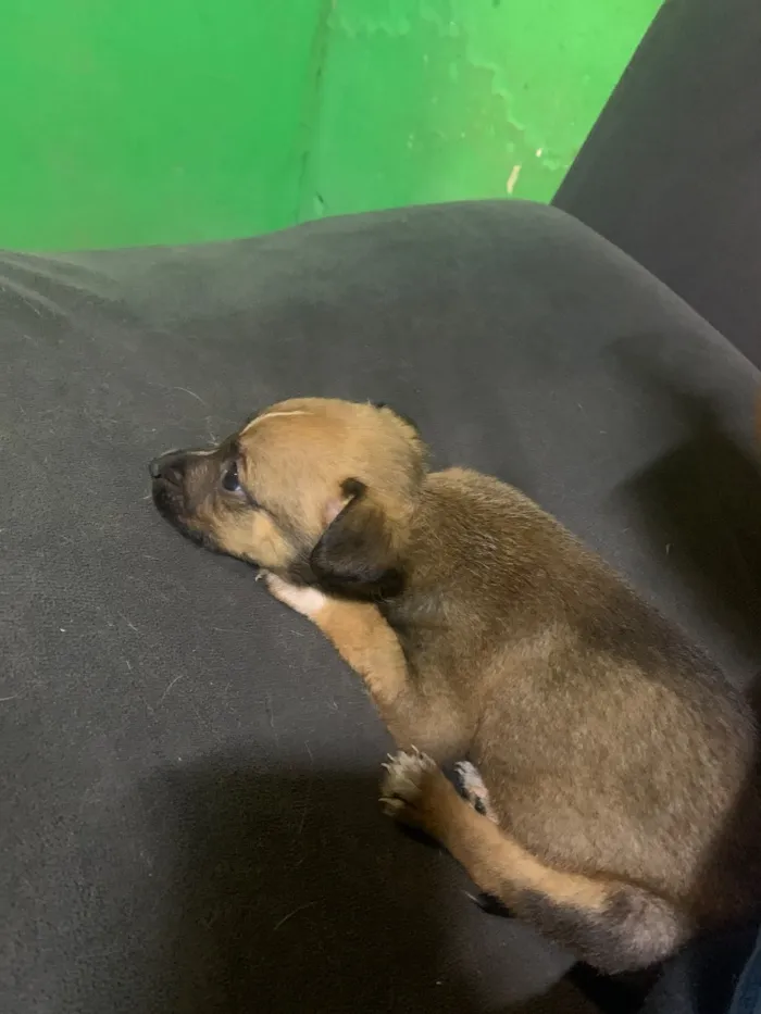 Cachorro raça SRD-ViraLata idade Abaixo de 2 meses nome Todinho 