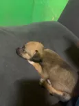 Todinho