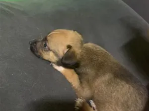 Cachorro raça SRD-ViraLata idade Abaixo de 2 meses nome Todinho 