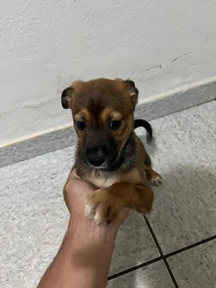 Cachorro raça SRD-ViraLata idade 2 a 6 meses nome Varios