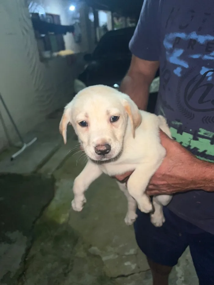 Cachorro raça SRD-ViraLata idade 2 a 6 meses nome Varios