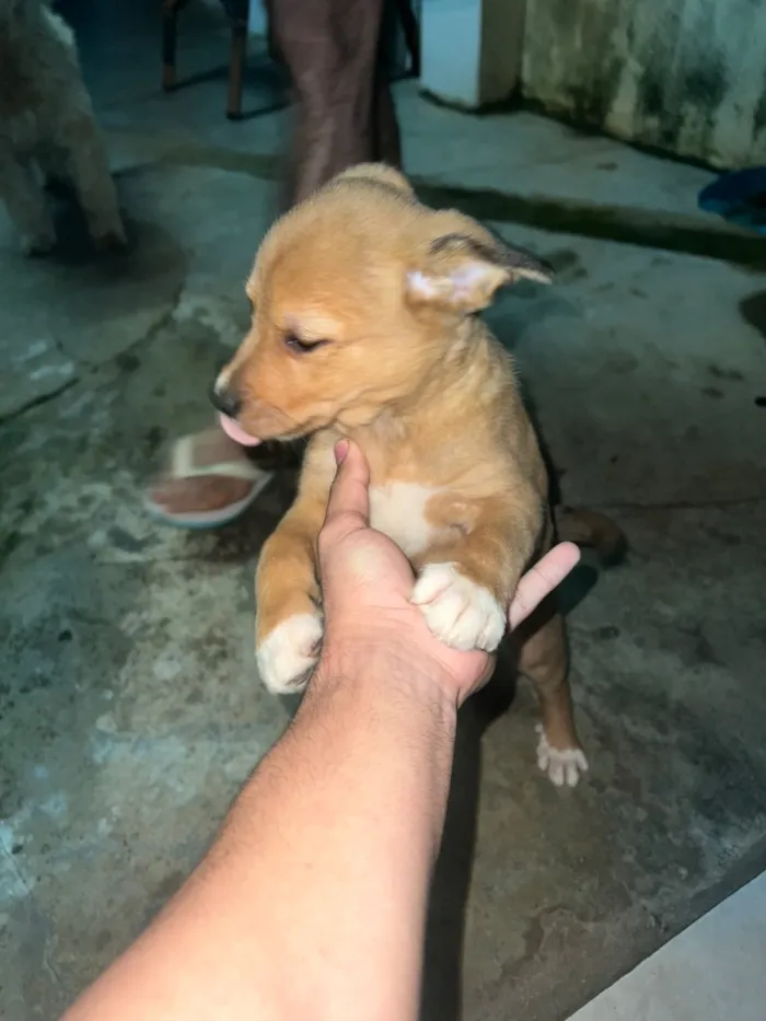 Cachorro raça SRD-ViraLata idade 2 a 6 meses nome Varios