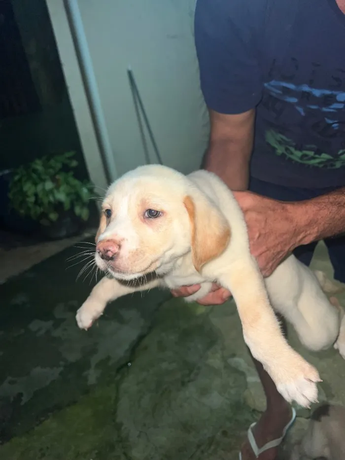 Cachorro raça SRD-ViraLata idade 2 a 6 meses nome Varios