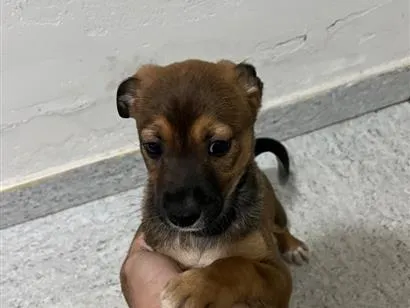 Cachorro raça SRD-ViraLata idade 2 a 6 meses nome Varios