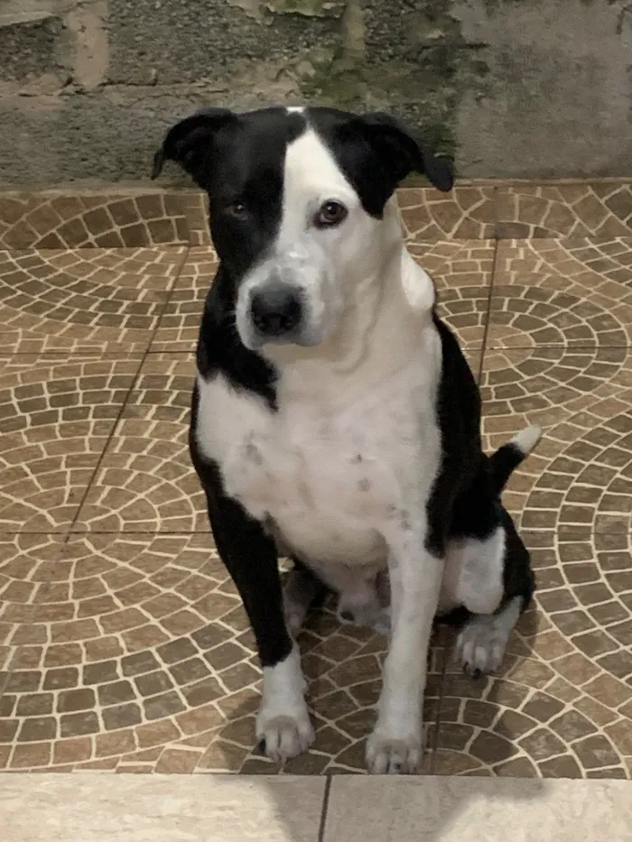 Cachorro raça Pit-Bull idade 5 anos nome Foster