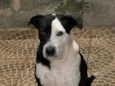 Foster