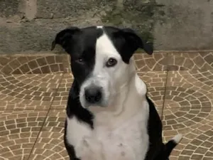 Cachorro raça Pit-Bull idade 5 anos nome Foster