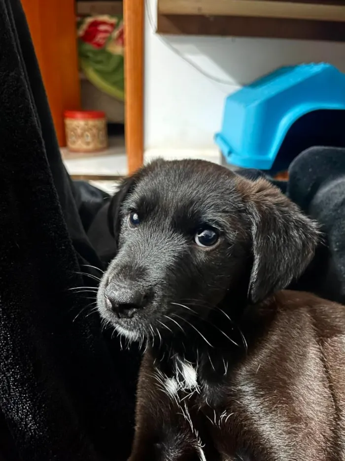 Cachorro raça SRD-ViraLata idade 2 a 6 meses nome Thor