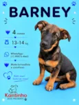 Barney