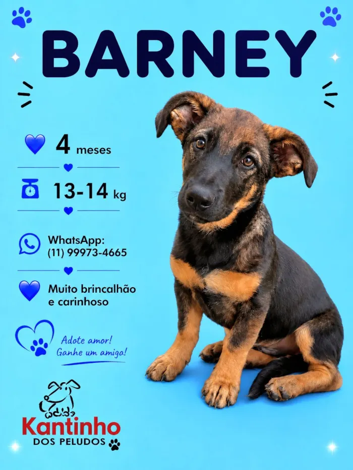 Cachorro raça SRD-ViraLata idade 2 a 6 meses nome Barney