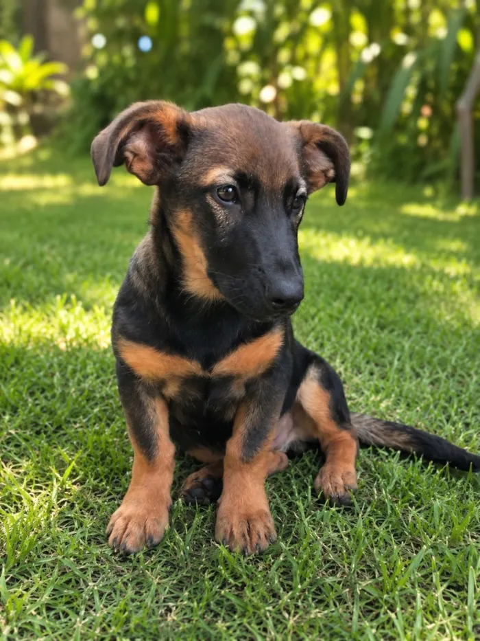 Cachorro raça SRD-ViraLata idade 2 a 6 meses nome Barney