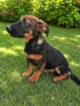 Barney