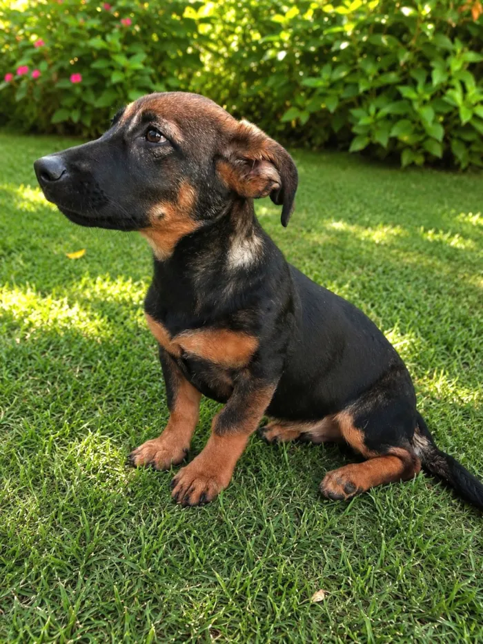 Cachorro raça SRD-ViraLata idade 2 a 6 meses nome Barney
