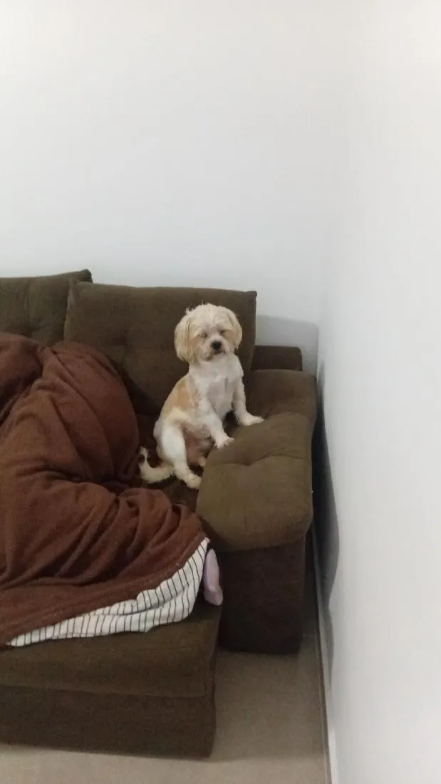 Cachorro raça SRD-ViraLata idade 1 ano nome Frederico