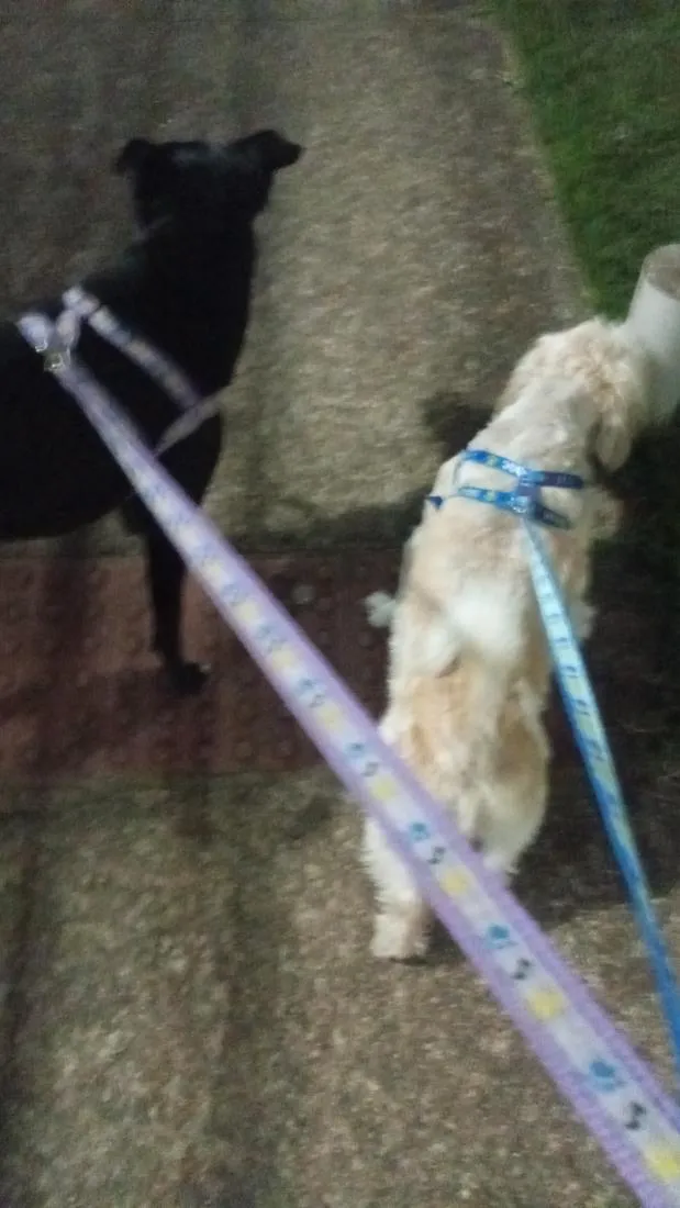 Cachorro raça SRD-ViraLata idade 1 ano nome Frederico