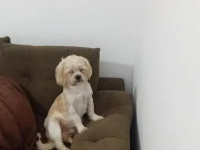 Cachorro raça SRD-ViraLata idade 1 ano nome Frederico